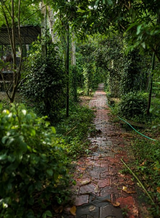 Tropical Forest Walks