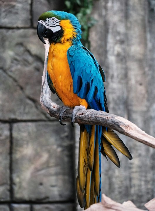 Colorful macaw in aviary