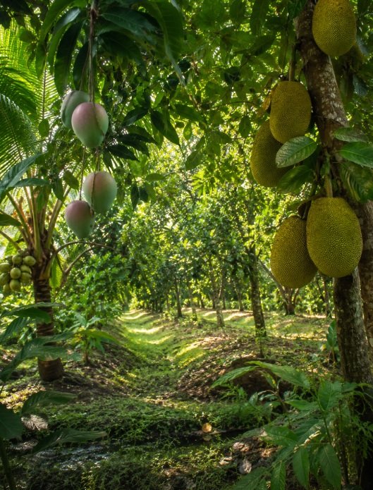 Tropical fruit orchard